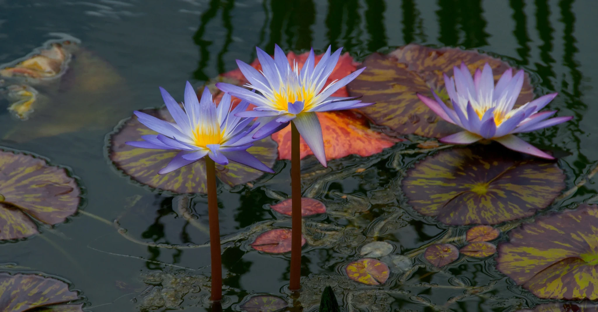 lilypond.jpg