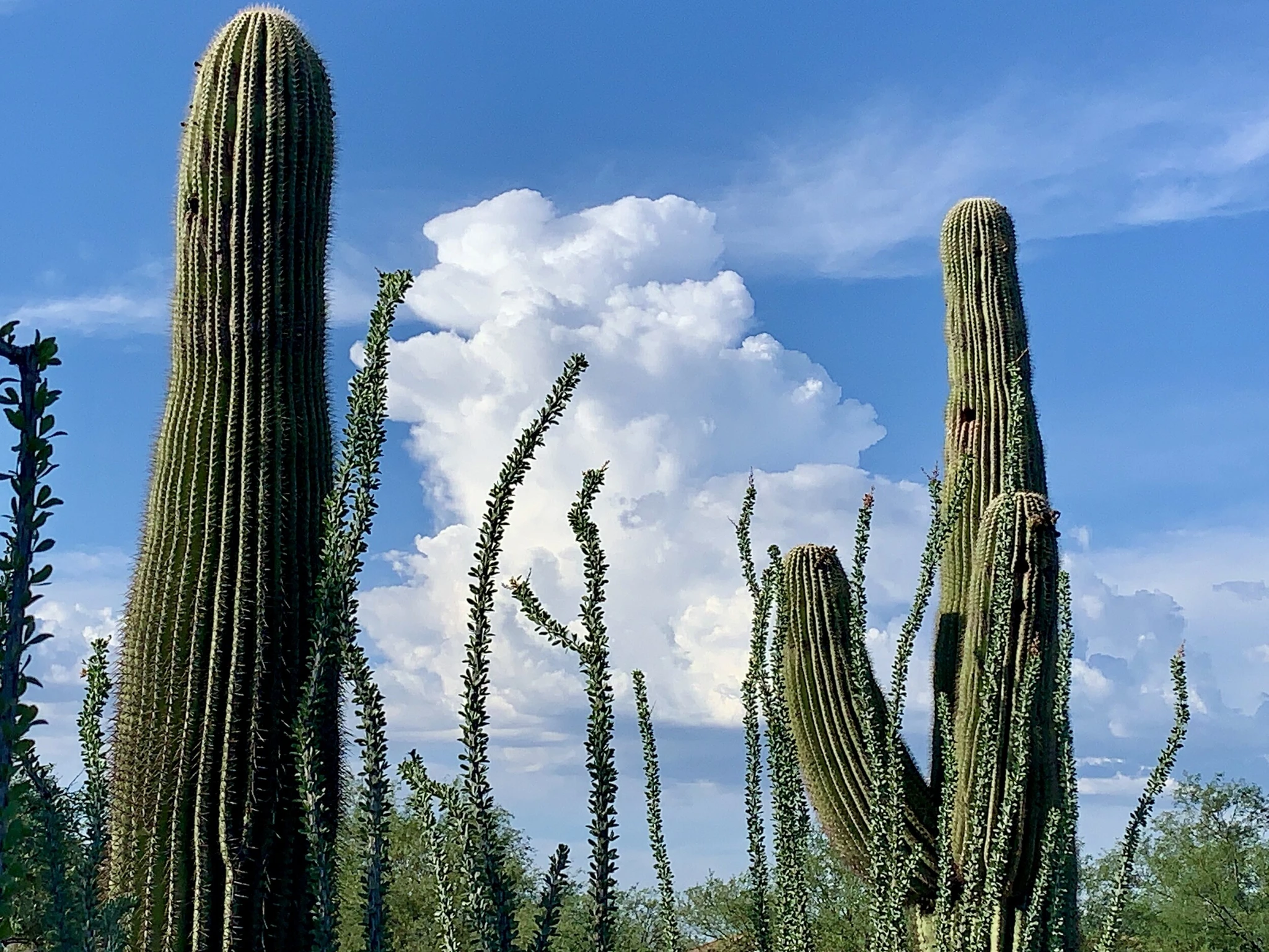 casa de peacebuilder, tubac, az - Peace Literacy towers tall in its capacity to help build a world where all can better thrive. The vision for the PLF and Casa de Peacebuilder is “a world where nonviolence is a way of life.” Will you join us?
